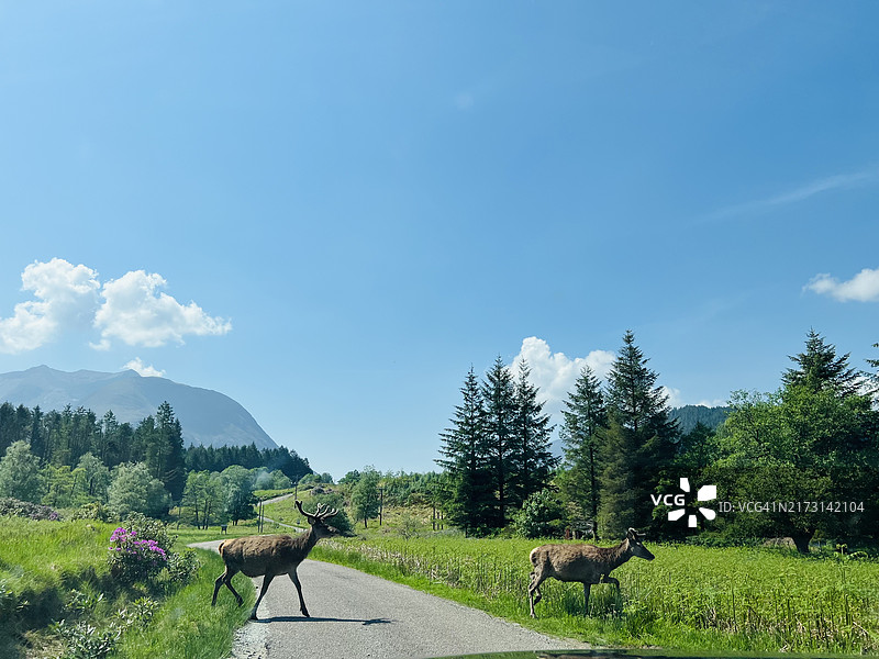 站在英国天空下的田野里的鹿的侧面照图片素材