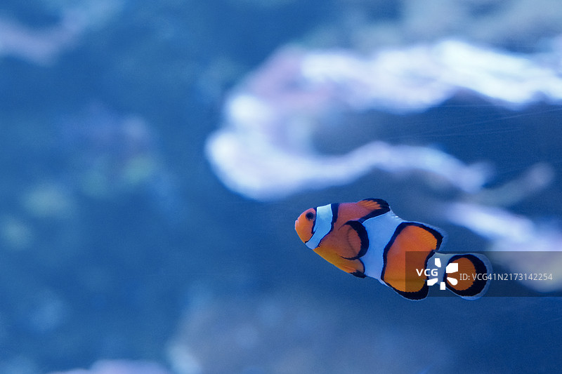 海葵中的双带小丑鱼特写图片素材