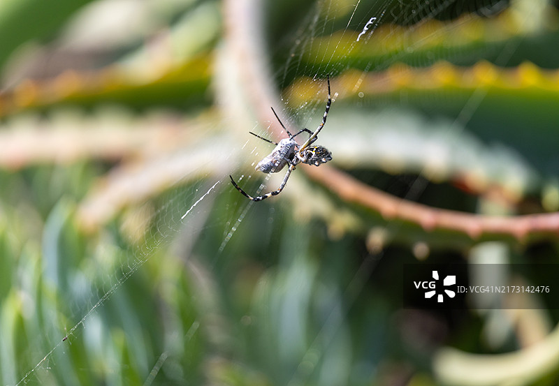 蜘蛛特写，美国加利福尼亚州拉古纳海滩图片素材