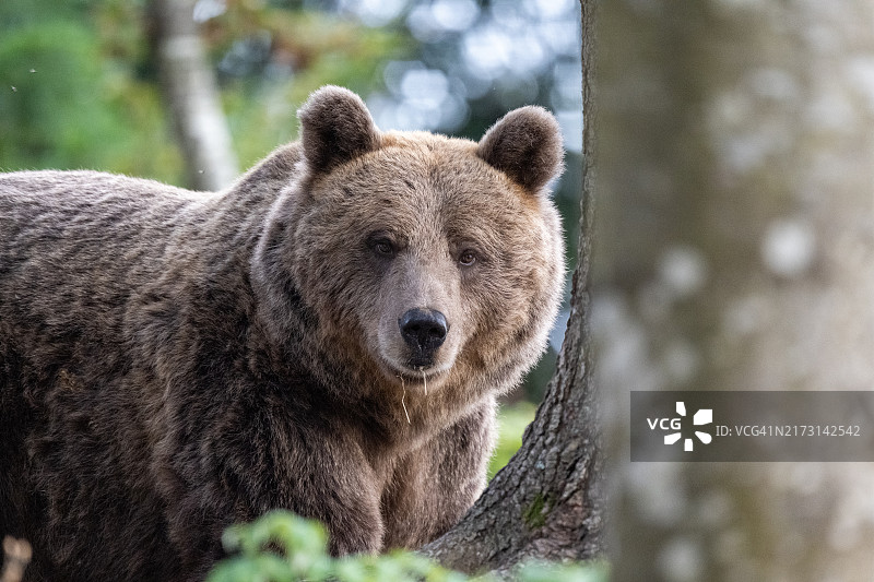 棕色欧亚棕熊的特写图片素材