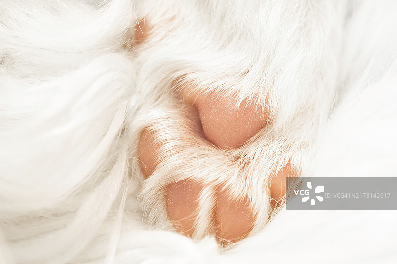 一只四周大的冰岛犬爪子图片素材