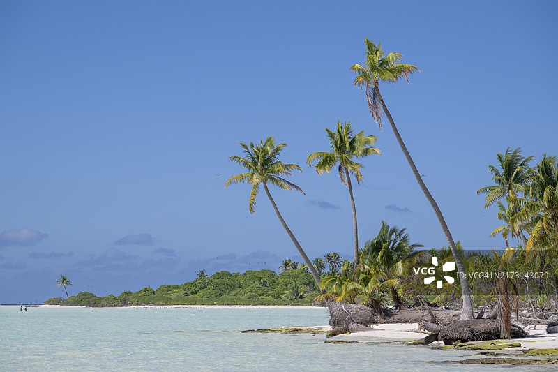 三棵椰子树，法属波利尼西亚鸟岛图片素材