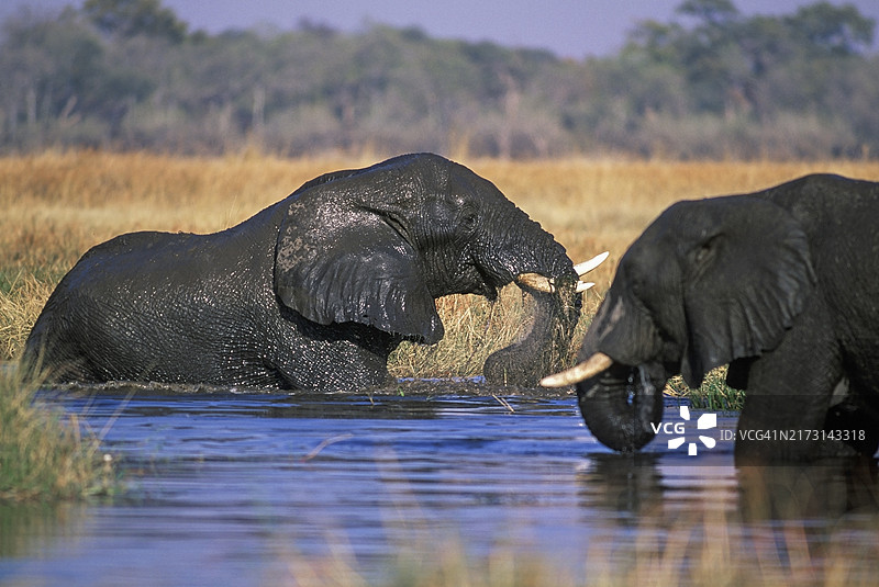 在夸伊河中沐浴的大象图片素材
