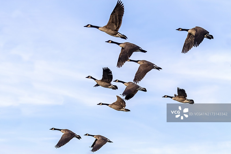 飞行中的加拿大鹅群图片素材