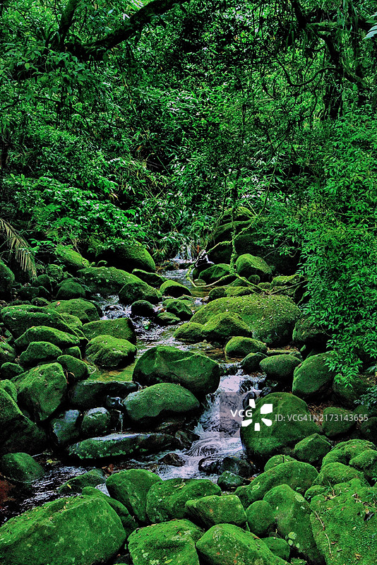 森林溪流风光图片素材