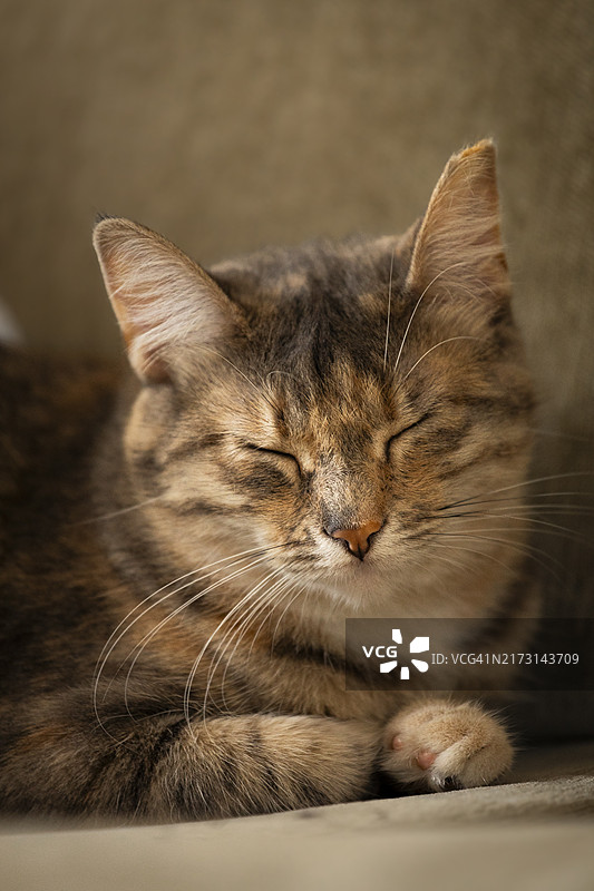 葡萄牙波尔图：睡觉的猫咪特写图片素材