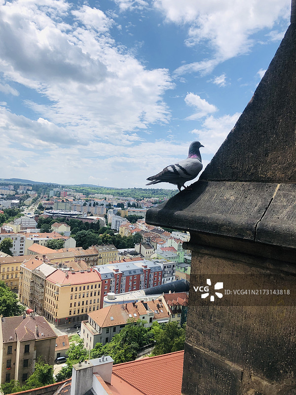栖息在屋顶上的鸟类特写，背景是天空，捷克共和国布尔诺图片素材