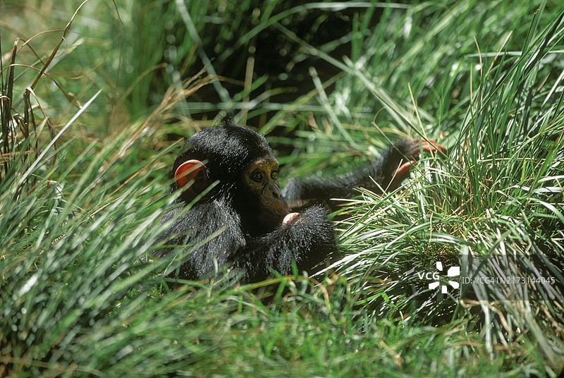 黑猩猩宝宝，恩甘巴岛保护区图片素材