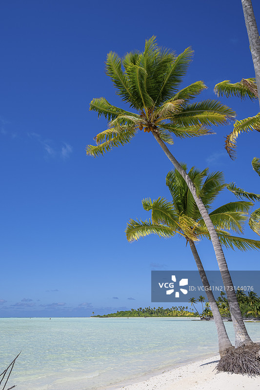 椰子树，背景是鸟岛私人岛屿，法属波利尼西亚图片素材