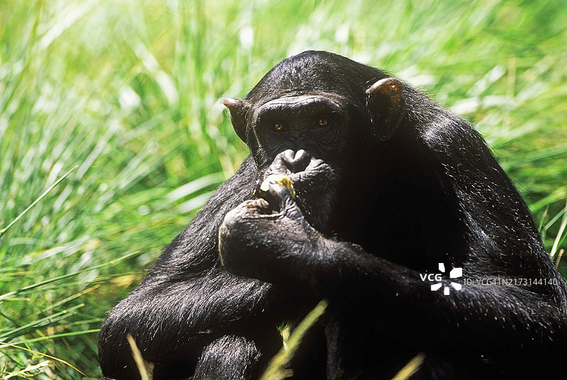 黑猩猩进食，恩甘巴岛保护区图片素材