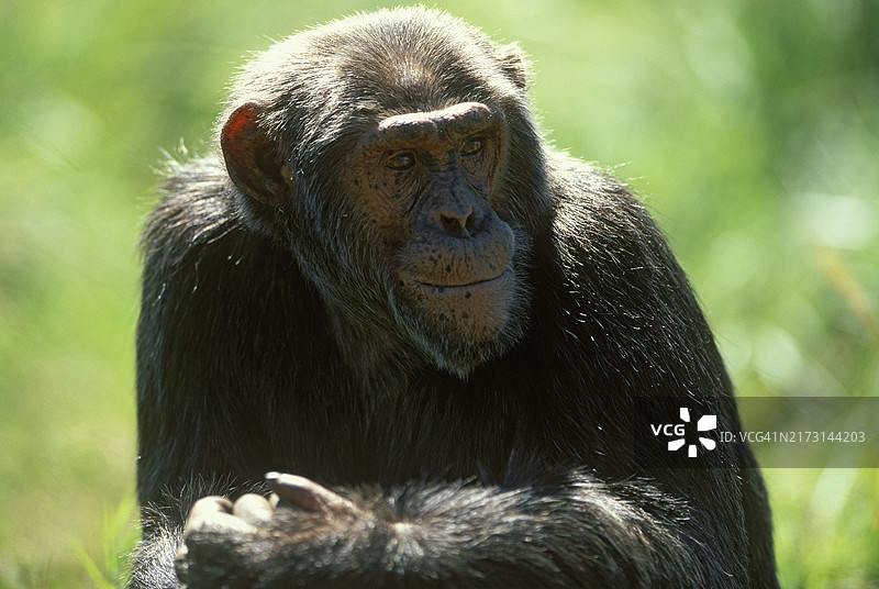 恩甘巴岛保护区的黑猩猩图片素材