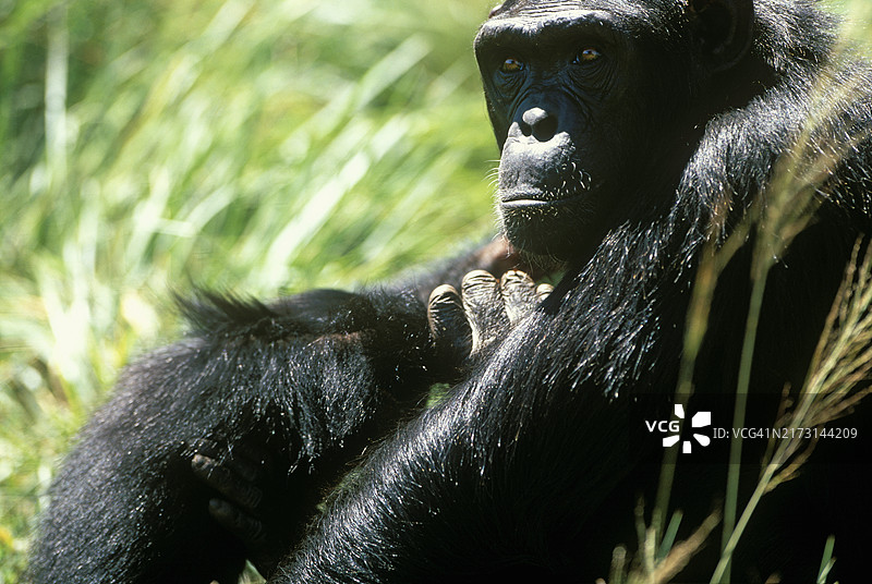 恩甘巴岛保护区的黑猩猩图片素材