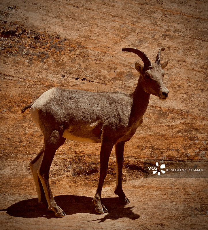 美国田野上站立的鹿侧面图图片素材