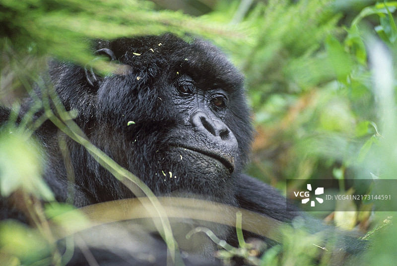 雌性山地大猩猩图片素材
