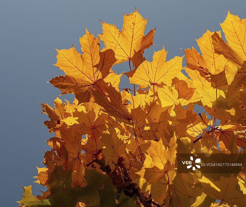 秋季金色枫叶图片素材