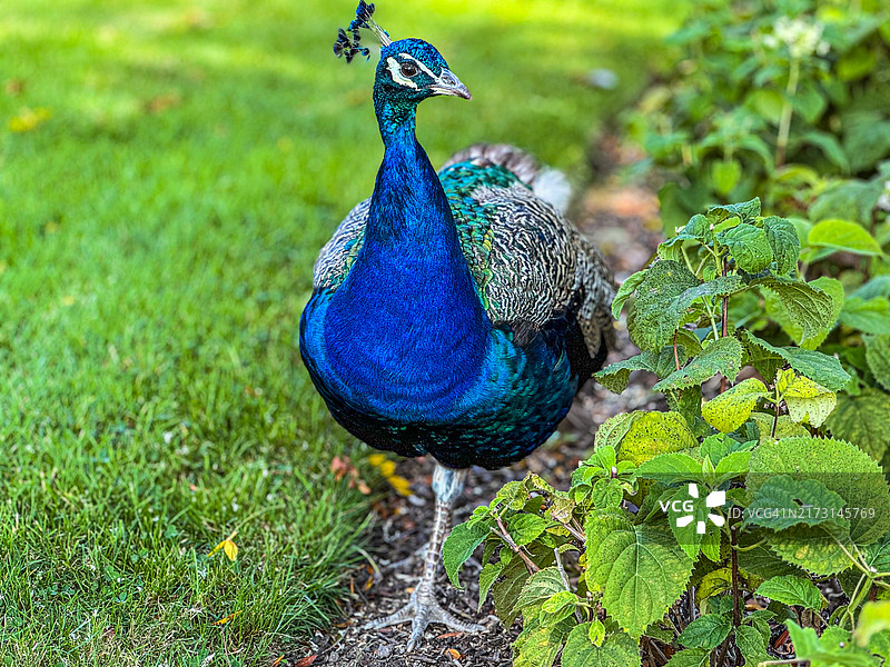 美国俄亥俄州曼斯菲尔德，孔雀特写图片素材