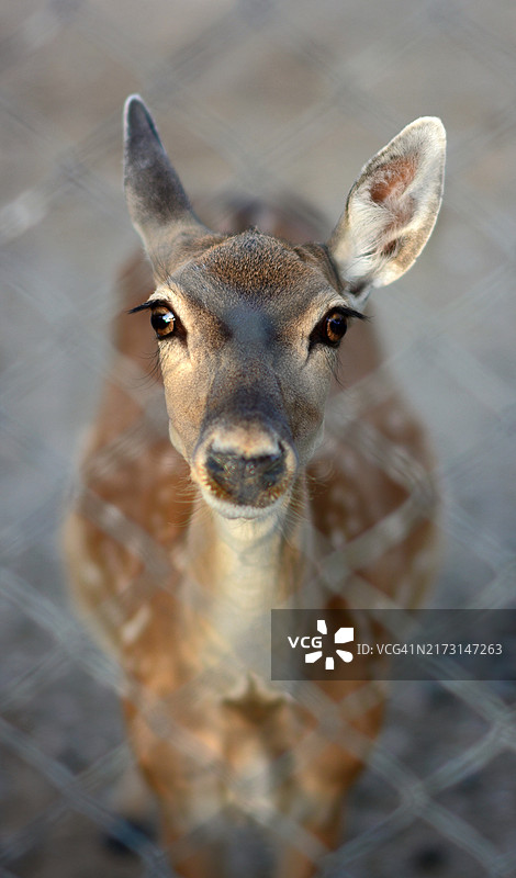 鹿的肖像图片素材
