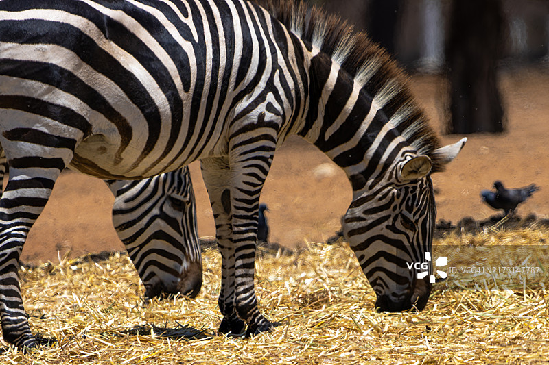 一对斑马图片素材