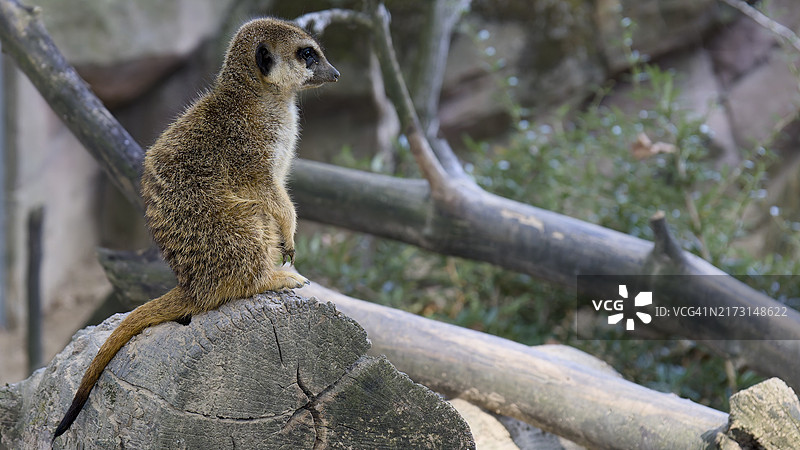 比利时安特卫普省，岩石上的猫鼬特写图片素材