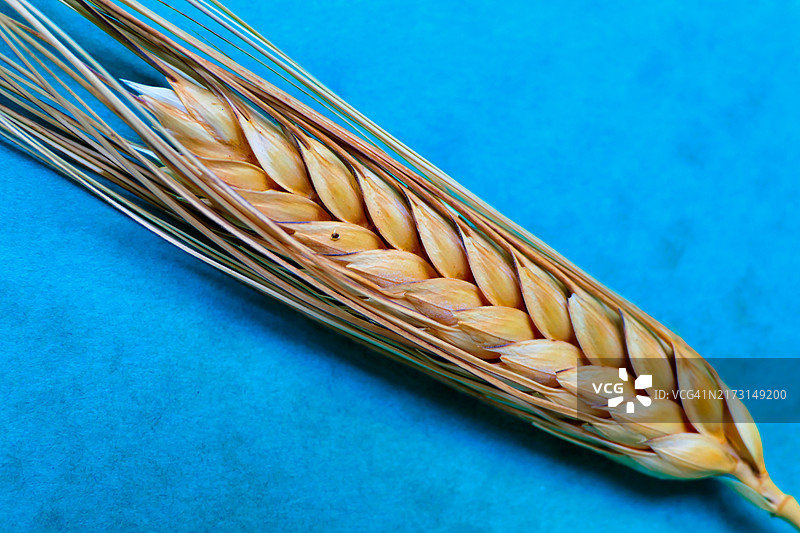 法国多尔多涅的桌子上麦子的特写图片素材