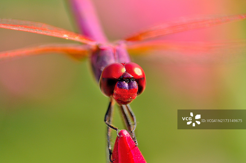红色蜻蜓与清晰的绿色背景图片素材