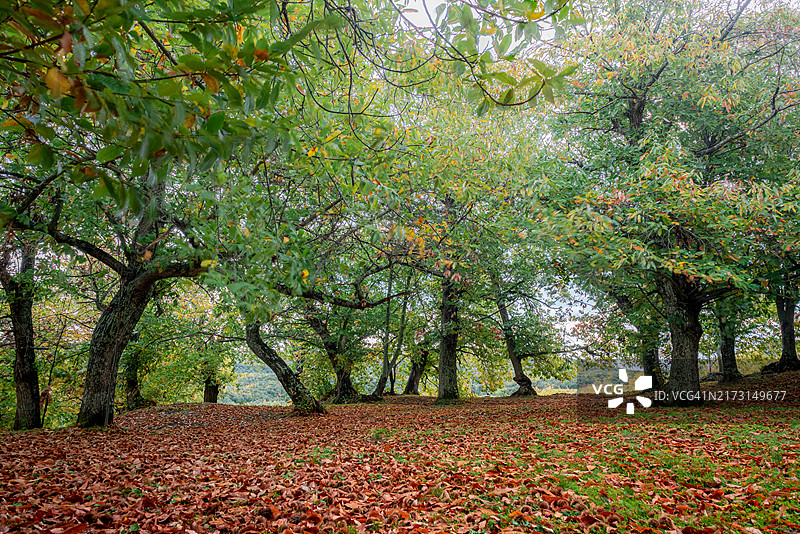 意大利拉斯佩齐亚秋季公园里的树木图片素材