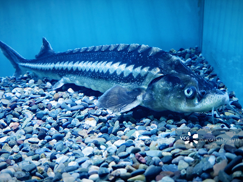 希腊海域中游动的鲟鱼特写图片素材