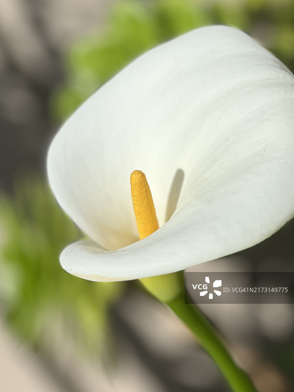 白色马蹄莲花朵特写，澳大利亚维多利亚州格伦韦弗利图片素材