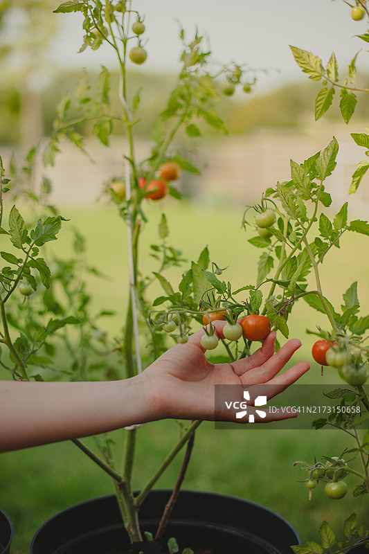 女人的手在植物上摘番茄图片素材