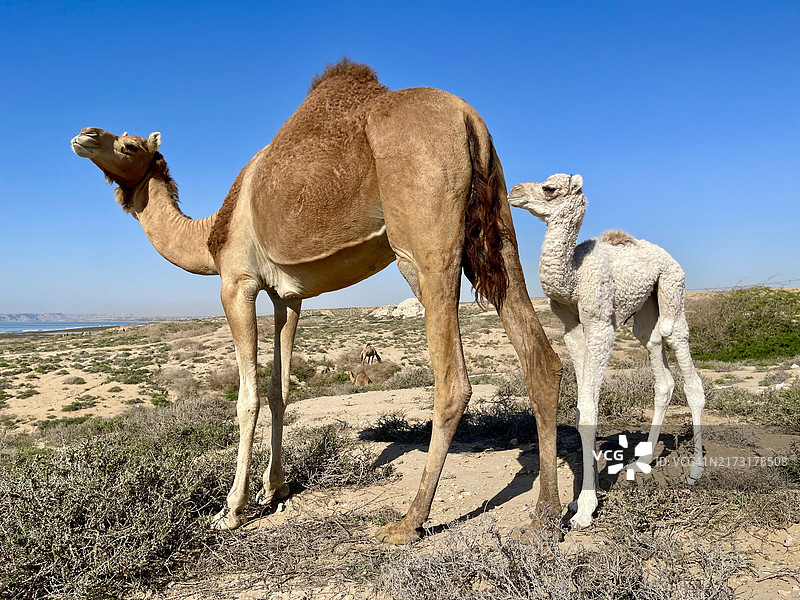 伊朗南部美丽的骆驼图片素材