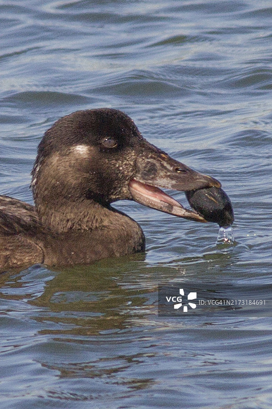 海番鸭雌鸟吃蛤蜊特写图片素材