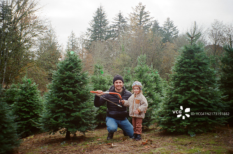 父女在农场砍伐圣诞树图片素材