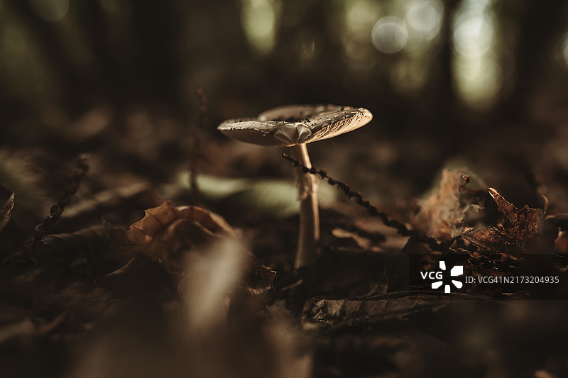 剧毒蘑菇图片素材