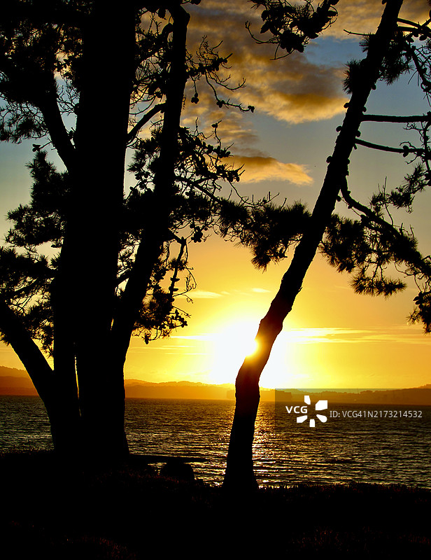 美国加州阿拉米达海边橙色天空下的树木剪影图片素材
