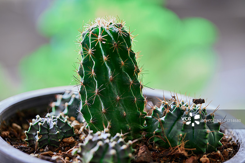 仙人掌特写镜头图片素材