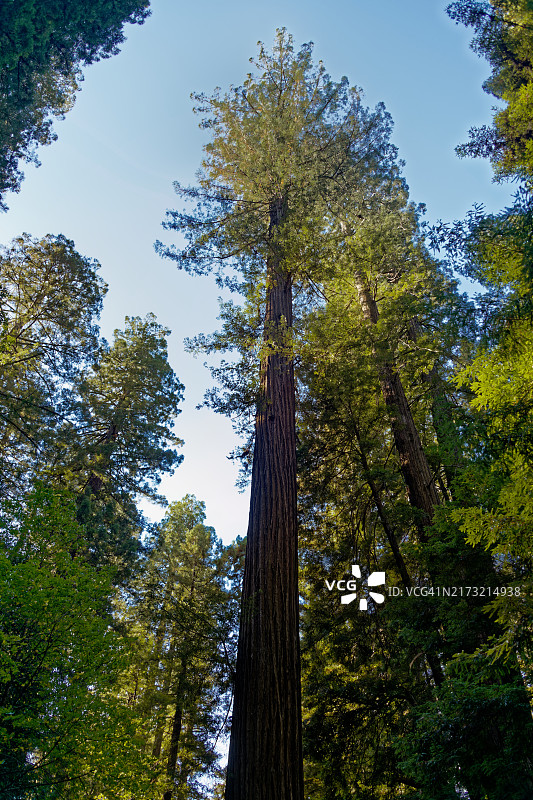美国红杉国家公园的广阔空间图片素材