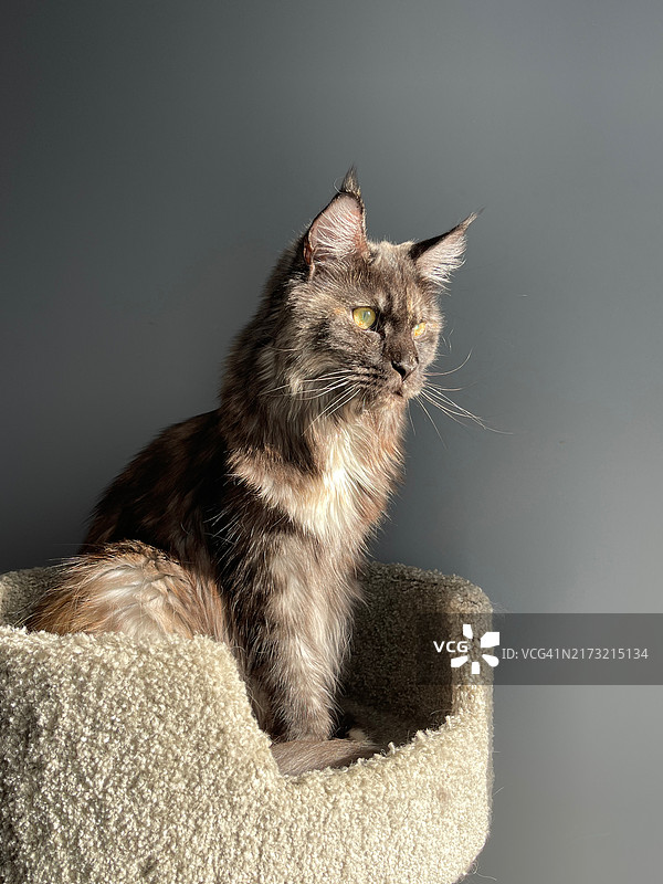 猫咪看向远方特写，加拿大安大略省渥太华图片素材