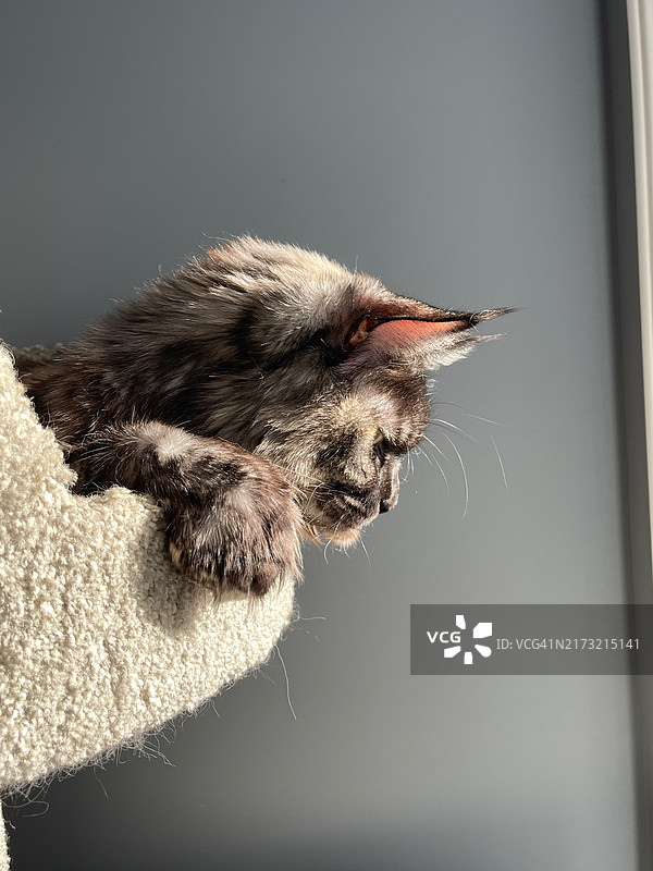 猫的特写，渥太华，安大略省，加拿大图片素材