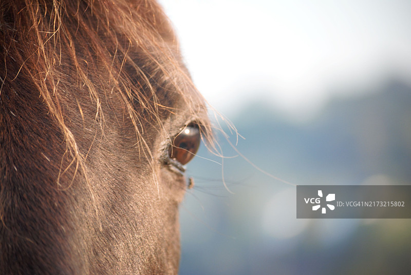 马的特写图片素材