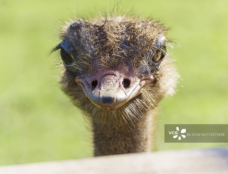 鸵鸟特写图片素材