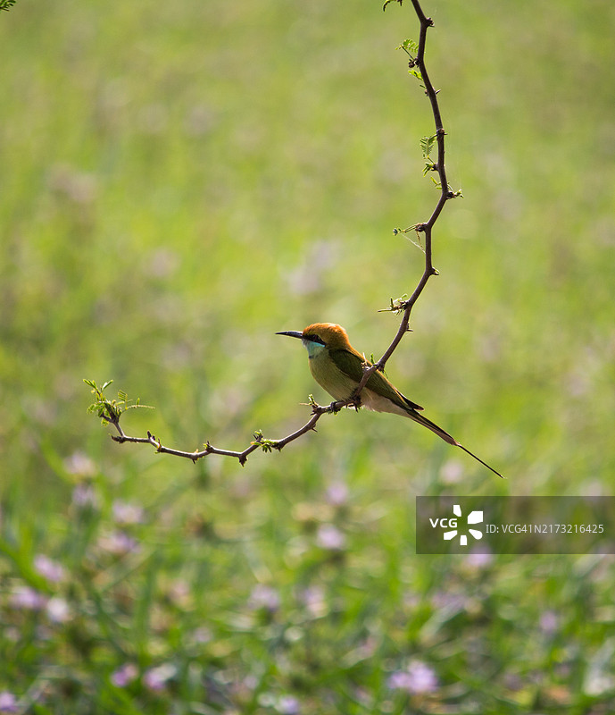 蜜蜂栖息在树枝上的特写镜头图片素材