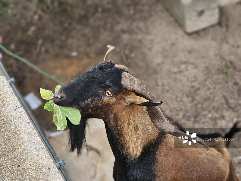 西班牙巴利阿里群岛山羊特写图片素材
