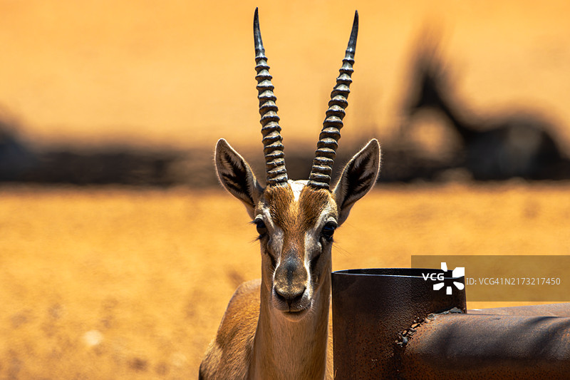 日落时分站在田野上的鹿的肖像图片素材