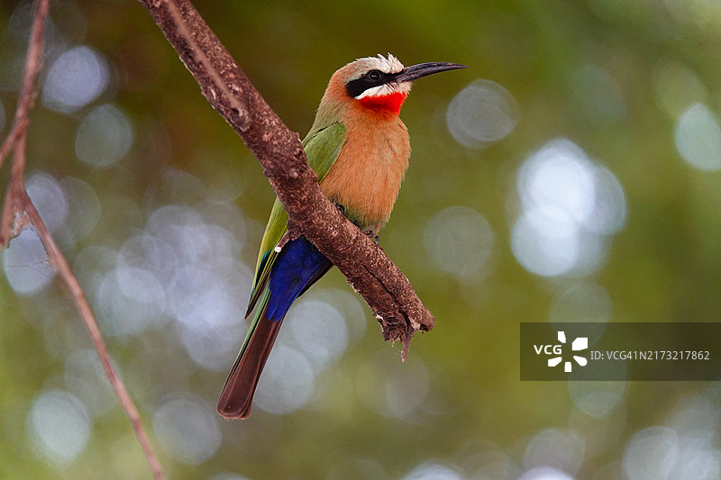 蜜蜂栖息在树枝上的特写镜头图片素材