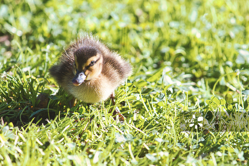 在绿草地上蹒跚学步的可爱小鸭子，美国图片素材