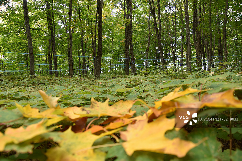 田野上黄色树叶的特写图片素材
