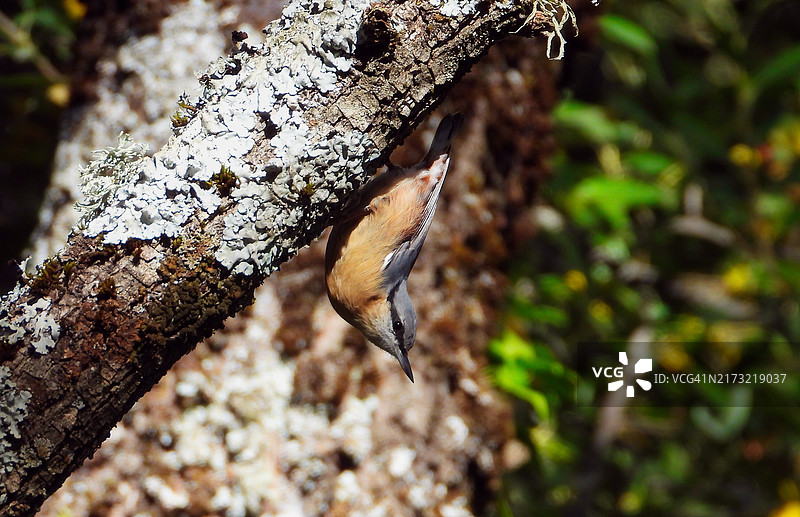 矶鹟栖息在树上特写图片素材