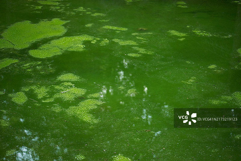 意大利贝加莫省卡斯蒂奥内德拉普雷索拉纳田野青苔全画幅照片图片素材