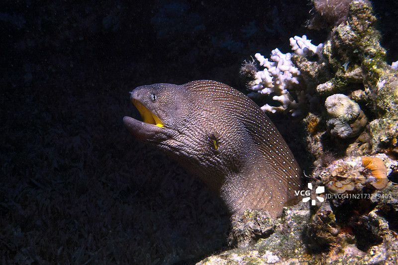 海鳗在水下游泳的特写图片素材