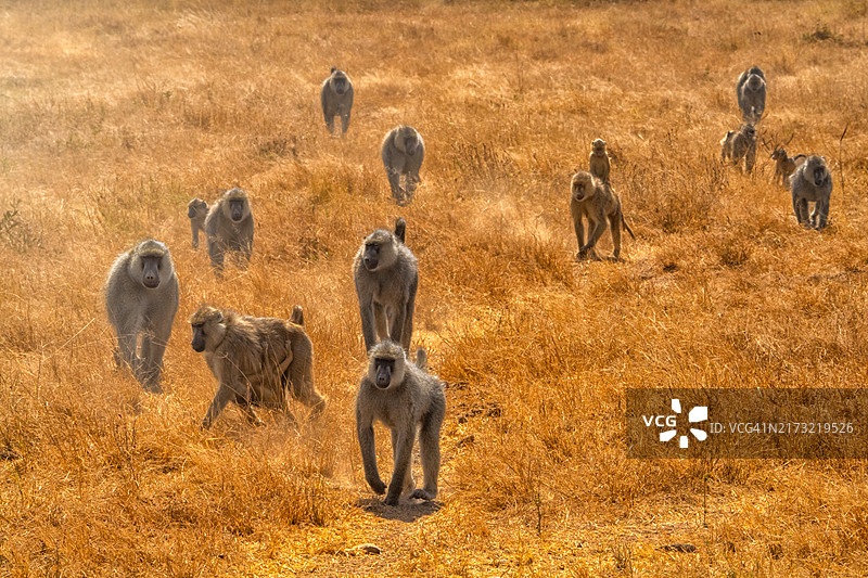察沃国家公园的大家庭 II - 肯尼亚图片素材